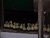 Ducks — 2-сурет