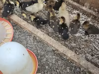 Ducks — Foto 4