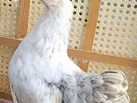 Chickens — Foto 1