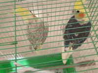 Məhsul: Nimfa paxuxa (cockatiel) cütü və qəfəs Təsvir: - İki ədəd — फ़ोटो 3