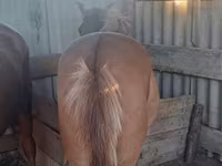 Hengst, Kazakh horse — Foto 1
