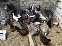 Chickens — الصورة 3