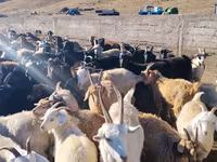 Goats (batch, sex not specified), Goats — photo 1