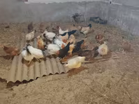 Chickens — photo 1