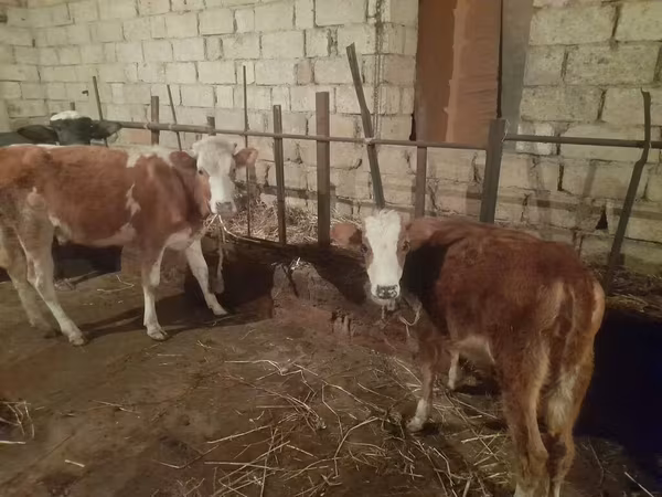 بقرة, Simmental cattle