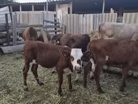 公牛, Cattle — 照片 4