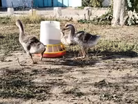 Geese — الصورة 2