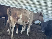 Vaca, Simmental cattle — foto 1