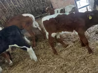 Bulle, Simmental cattle — Foto 5