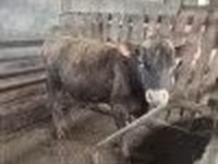 公牛, Jersey breed — 照片 2
