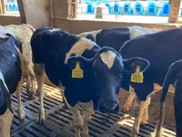 Бұқа, Russian Black pied cattle — 5-сурет