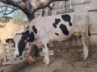 Sigir, Gollandiyalik zot — 8-rasm