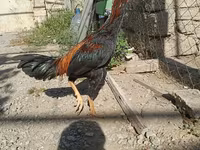 Chickens — الصورة 7