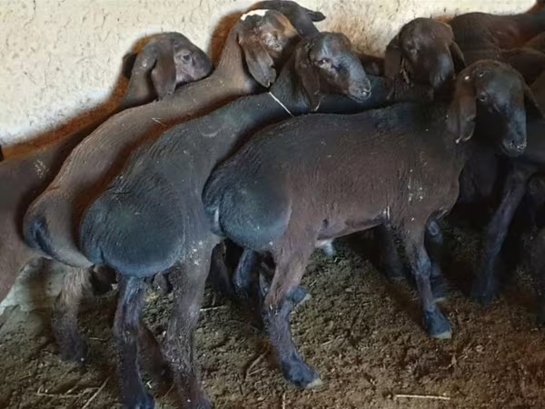 मेढ़ा, भेड़ — कज़ाखस्तान