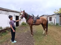 حصان, Thoroughbred horse — الصورة 5