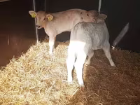公牛, Simmental cattle — 照片 3