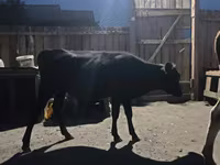Rinder (Partie, Geschlecht nicht angegeben), Simmental cattle — Foto 3