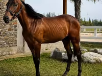 公马, Anglo-Arabian — 照片 2