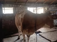 गाय, Simmental cattle — फ़ोटो 3