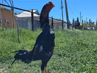 Chickens — 照片 4