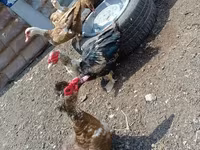 Ducks — Foto 2