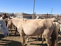 घोड़ी, Horse breed — फ़ोटो 6