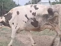 Kuh, Russian Black pied cattle — Foto 6