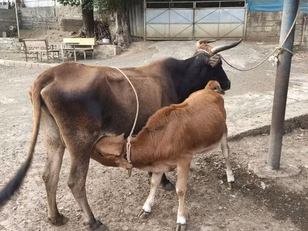 Kuh, Wilder Yak