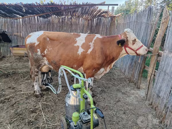 母牛, Simmental cattle
