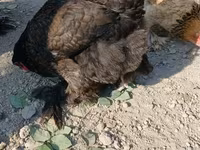 Brahma — Foto 1