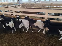 Qoç, Baerchuke sheep — foto 4