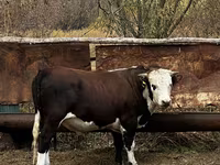 Bulle, Weißkopfige Ukrainische — Foto 5
