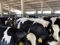 Kuh, Holstein-Rasse — Foto 5