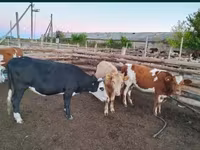ثور, الماشية — الصورة 5