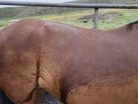 Mare, Horses — photo 2