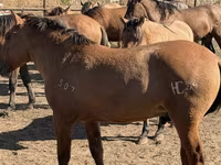 Caballo, Mugalzhar horse — foto 7