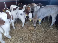 Toro, Simmental cattle — foto 2