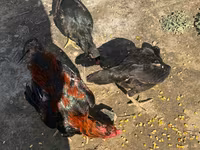 Chickens — 5-rasm