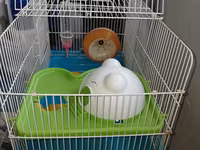 Hamster üçün tam dəst qəfəs uzunluqu 55 sm hündürlük 45 sm eni 30 sm — الصورة 1