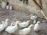 Ducks — Foto 1