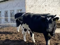 Vaca, Russian Black pied cattle — foto 5
