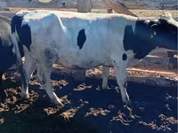 Toro, Simmental cattle — foto 7
