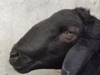 Qoʻchqor, Hissar sheep — 4-rasm
