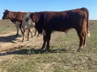 Bulle, Swiss cattle — Foto 3