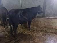 Корова, Russian Black pied cattle — фото 5