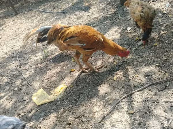 मलय गेम