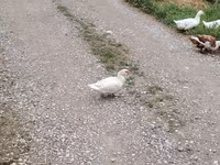 Domestic Muscovy — 5-rasm