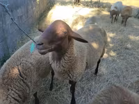 公羊, Sheep — 照片 1