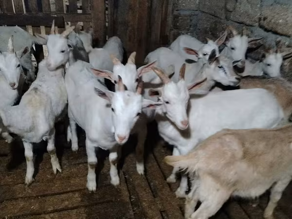 Cabro, Saanen goat
