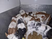 Bulle, Simmental cattle — Foto 2